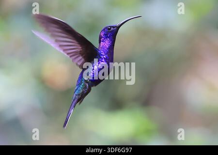 Violetter Sabrewing Kolibri fliegt im Wald, Costa Rica Stockfoto