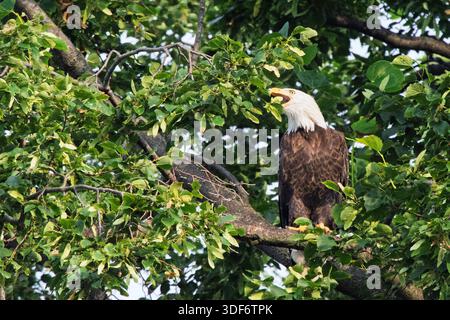 Ein Weißkopfseeadler, der mitten auf einem Baumzweig sitzt. Stockfoto
