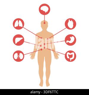 Medizinisches Poster mit Darstellung der inneren Organe der menschlichen Anatomie auf blauem Hintergrund Stock Vektor