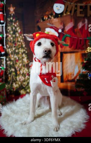 Entzückender weißer Hund posiert für Weihnachtsfoto im festlichen Studio Stockfoto