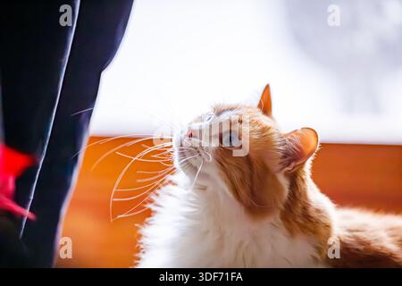 Eine wunderschöne Ingwer-weiße Katze namens Odin Newman blickt neugierig nach oben und hebt seine langen, eleganten weißen Whisker und sein auffälliges blaues Auge hervor Stockfoto