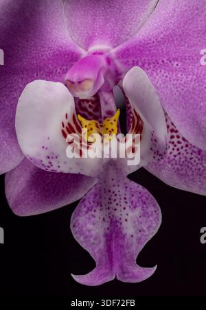 Phalaenopsis schilleriana purpurne Blüten Stockfoto