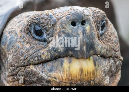 Kopfdetail, San Cristobal Riesenschildkröte, Chelonoidis niger chathamensis, Galapaguera de Cerro Colorado, San Cristobal Island, Galapagos Islands Stockfoto