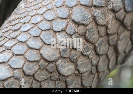 Detail der Haut der Beine, San Cristobal Riesenschildkröte, Chelonoidis niger chathamensis, Galapaguera de Cerro Colorado, San Cristobal Island, Gal Stockfoto