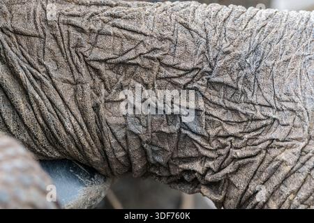 Detail der Haut des Halses, San Cristobal Riesenschildkröte, Chelonoidis niger chathamensis, Galapaguera de Cerro Colorado, San Cristobal Island, Gal Stockfoto