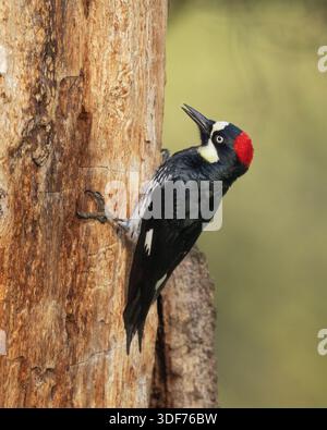 Weibchen der Eichelspecht (Melanerpes formicivorus), die sich an einem toten Baumstamm festhält Stockfoto