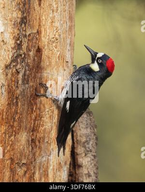 Weibchen der Eichelspecht (Melanerpes formicivorus), die sich an einem toten Baumstamm festhält Stockfoto
