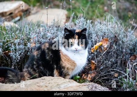 Calico-Katze in einem rustikalen Garten, umgeben von Steinen und Pflanzen an einem kalten Wintertag Stockfoto