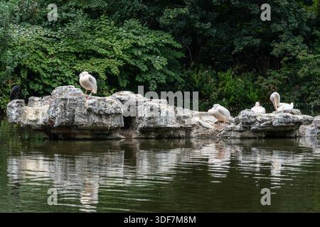 Die Pelikane am Pelican Rock im St James's Park in London Stockfoto