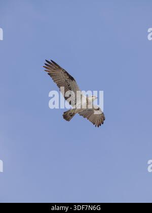 Östlicher Fischadler (Pandion cristatus) mit offenen Flügeln, die in der Nähe der Küste durch die Luft fliegen. Osprey Fliegen, Byron Bay, New South Wales, Australien Stockfoto
