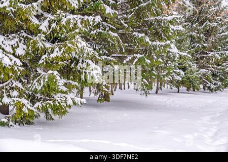 Eine wunderschöne Reihe von immergrünen Fichtenbäumen voll mit frischem weißem Schnee in einem ruhigen Winterwald Park unter einem weichen Winterlicht auf einer kalten und Stockfoto