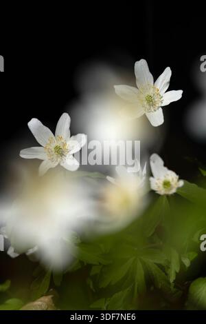 Holzanemone (Anemonoides nemorosa), die den Waldboden im Frühjahr als Frühjahrsvergänglichkeit bedeckt Stockfoto