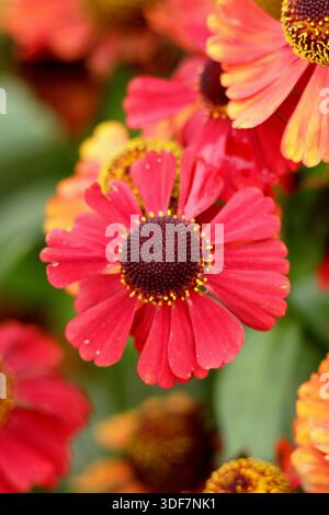 Helenium Red Jewel Niesweed mit tieforange Gänseblümchen wie Blüten von Hochsommer bis Herbst, attraktiv für Bestäuber Stockfoto
