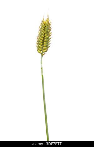 Binkel (Triticum compactum), Getreide, freigegeben, Dinklage, Niedersachsen, Deutschland Stockfoto