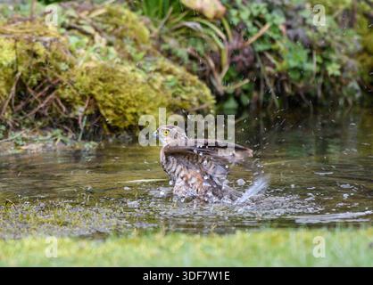Eurasischer sparrowhawk, Accipiter nisus, weibliche Baderin im Garten, Wildteich. Stockfoto