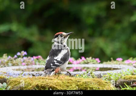 Großspecht Dendrocopus Major, Jungvogelbad im Garten mit blühenden Pflanzen. Stockfoto