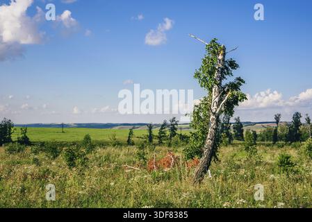 Einsame Birke mit gebrochenem Stamm und Äste auf der Wiese mit Blumen Stockfoto