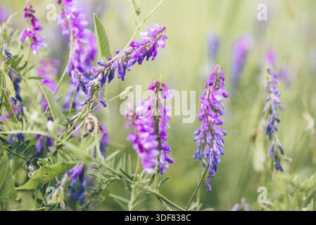 Schöne lila Vogelwicke Blumen auf verschwommenem Hintergrund. Selektiver Fokus Stockfoto