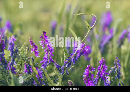 Schöne lila Vogelwicke Blumen auf verschwommenem Hintergrund. Selektiver Fokus Stockfoto