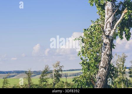 Einsame Birke mit gebrochenem Stamm und Äste auf der Wiese mit Blumen Stockfoto