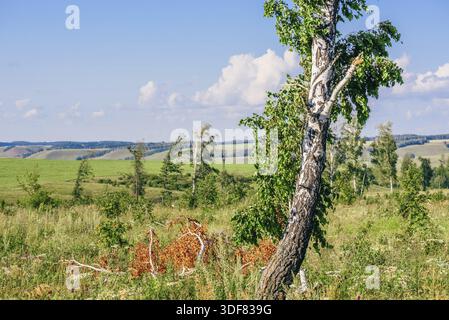 Einsame Birke mit gebrochenem Stamm und Äste auf der Wiese mit Blumen Stockfoto