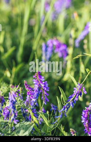Schöne violette Kuh Wicke Blumen auf verschwommenem Hintergrund. Selektiver Fokus Stockfoto