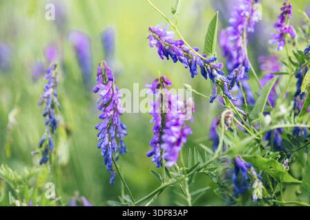Schöne lila boreale Wicke Blumen auf verschwommenem Hintergrund. Selektiver Fokus Stockfoto