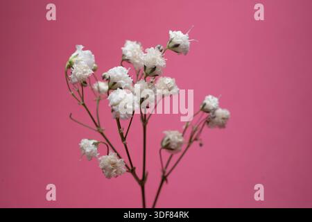 Makroaufnahme kleiner weißer Blumen vor rosafarbenem Hintergrund Stockfoto