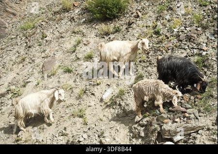 Kaschmir (Pashmina) Ziegenherde von indischen Highland Farm in Ladakh Stockfoto