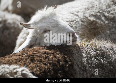 Weißem Kaschmir (Pashmina) Ziege von indischen Highland Farm in Ladakh Stockfoto