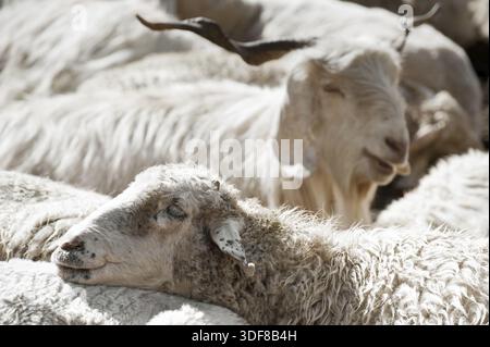 Schafe und weiße Kaschmir (Pashmina) Ziege von indischen Highland Farm in Ladakh Stockfoto
