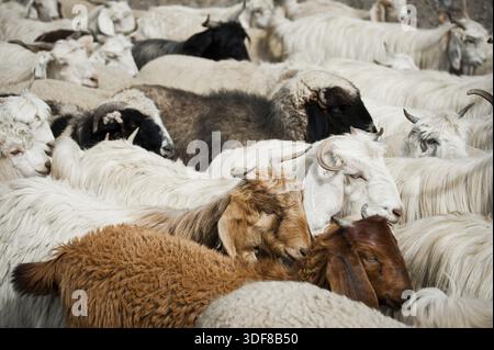 Herde von Schafen und Kaschmir (Pashmina) Ziegen von indischen Highland Farm in Ladakh Stockfoto