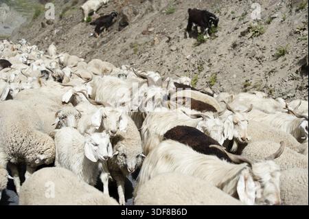 Herde von Schafen und Kaschmir (Pashmina) Ziegen von indischen Highland Farm in Ladakh Stockfoto