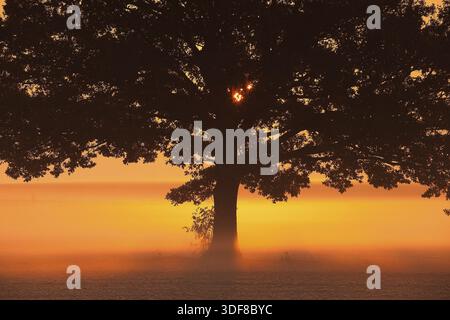 Einsamer Baum auf dem Feld im Nebel bei Sonnenaufgang Stockfoto