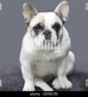 Französische Bulldogge Welpen close-up Stockfoto