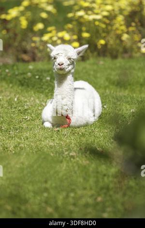 Baby Lama hinlegen und die Rast nach der Fütterung Stockfoto