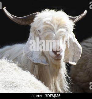 Weißem Kaschmir (Pashmina) Ziege von indischen Highland Farm in Ladakh Stockfoto