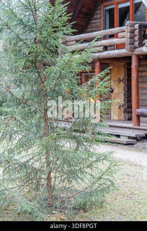 Eine dekorierte Fichte mit warmen, leuchtenden Lichtern steht vor einem gemütlichen Holzhaus in einer Waldlage. Stockfoto