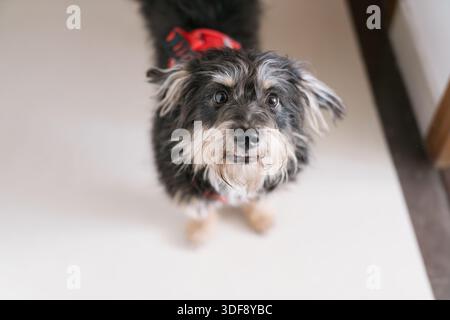 Niedliches Yorkshire Terrier-Hündchen auf schwarzem Hintergrund, das im Studio sitzt Stockfoto