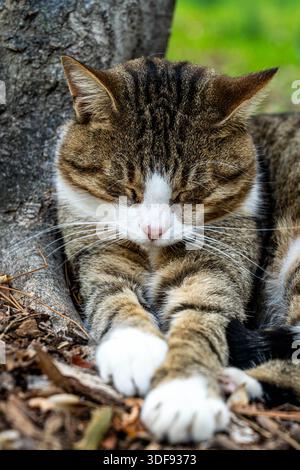 Schlafende Katze mit geschlossenen Augen und gestreckten Vorderpfoten Stockfoto