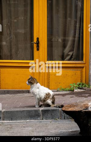 Weiße und Ingwerkatze, die im Profil vor einer orangen Tür sitzt. Stockfoto