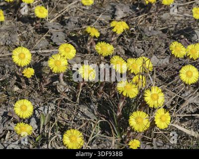Erste Frühlingsblumen gelb, mit dem Kufenfuß Stockfoto