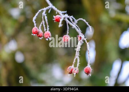 Die Beeren, Hüften oder Hagen eines Weißdornbaums (Crataegus), die im Winter von einem starken Frost bedeckt sind, England, Großbritannien Stockfoto