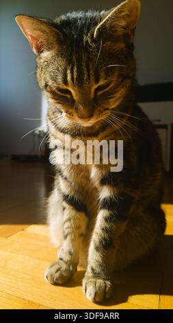 Hauskatze, die im warmen Morgensonnenlicht auf Hartholzboden sitzt Stockfoto