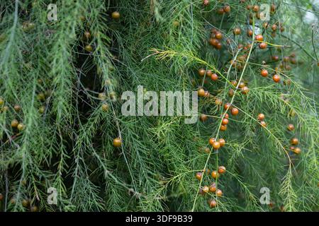 Grüne Blätter von essbarem Spargel, Gartenspargel oder Spargel Officinalis wachsen auf dem Feld. Früchte der Spargelpflanze auf einem Zweig. Stockfoto