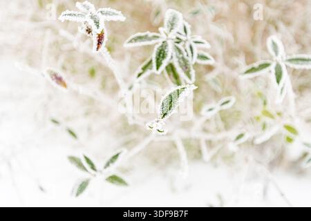 Frostbedeckte grüne Blätter im Winter Nahaufnahme, zarte Eiskristalle auf Laub, weicher natürlicher Hintergrund, ruhige Tiefland-Winteratmosphäre. Stockfoto