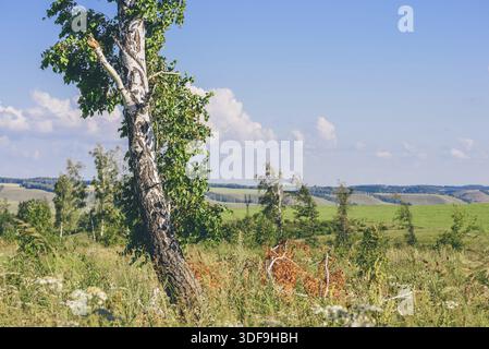Einsame Birke mit gebrochenem Stamm und Äste auf der Wiese mit Blumen Stockfoto