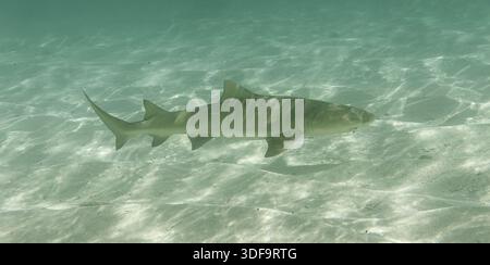 Zitronenhai (Negaprion brevirostris) in flachem Wasser in der Lagune der Insel Petite Terre - Karibikinsel Guadeloupe Stockfoto