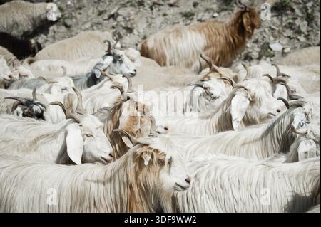 Kaschmir (Pashmina) Ziegenherde von indischen Highland Farm in Ladakh Stockfoto