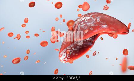 Anatomiestruktur der menschlichen Leber, Körper mit Verdauungsorganen, Darm, Magen, 3D-Rendering Stockfoto